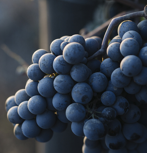 root-the_vineyars-seccion1-banner1-img1-600x625