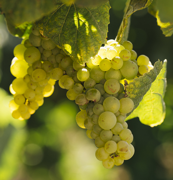 root-the_vineyars-seccion1-banner3-img1-600x625